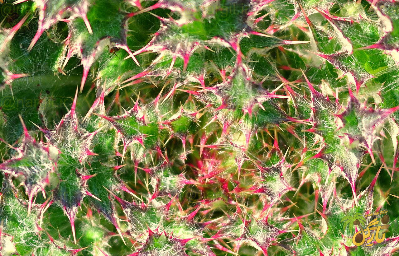 Bull Thistle, Common Thistle, or Spear Thistle